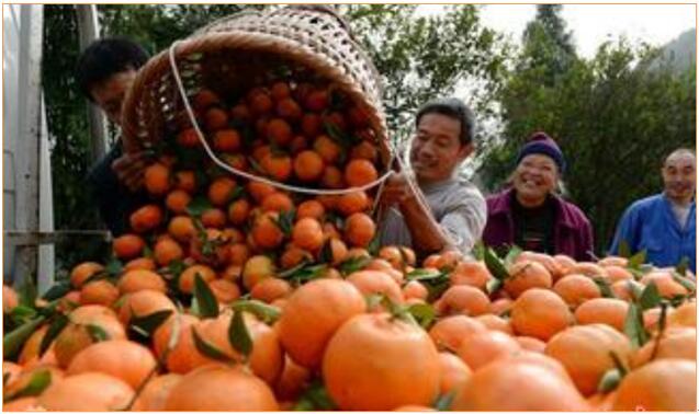 用對磷酸二氫鉀 讓你的作物成為別人家羨慕的對象！