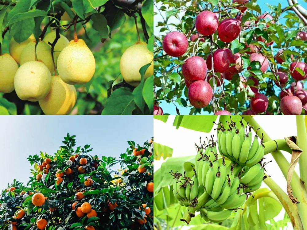 磷酸二氫鉀的幾個神奇組合方案，讓你的作物成為別人家羨慕的對象？