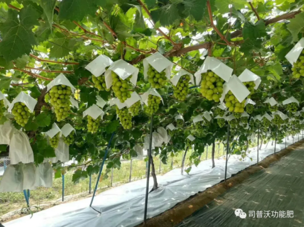 解密磷酸二氫鉀作用技巧，有些技巧你還真的不知道