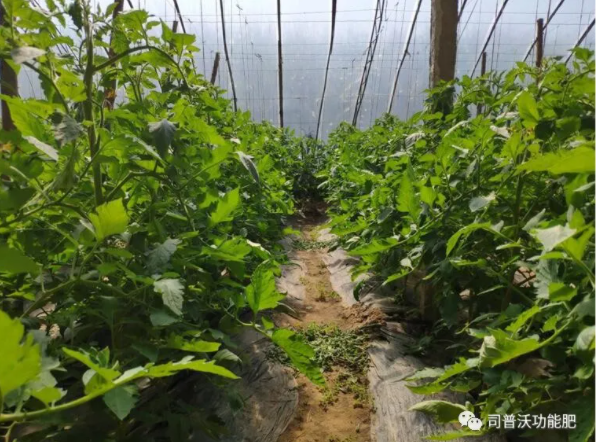 快扔掉控旺藥吧！“它”能起到控旺的作用，不僅效果顯著，也沒(méi)有肥害！