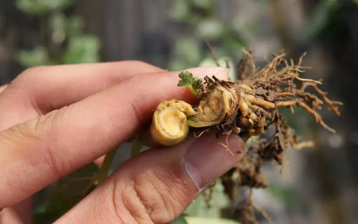 葡萄根腐病怎么辦？別擔(dān)心，司普沃赫蔓微生物菌劑能有效解決！