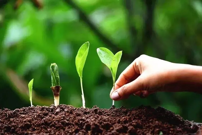 為什么你用了腐植酸會(huì)感覺(jué)沒(méi)效果？腐植酸如何正確使用，很多人不知道