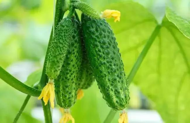 黃瓜長勢不齊，司普沃教您怎樣才能使黃瓜苗齊苗壯