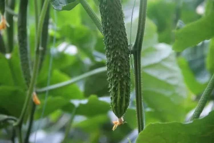 棚室黃瓜出現(xiàn)徒長的原因是什么？該如何控制？速看司普沃這篇文章