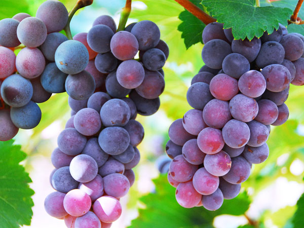 葡萄轉色期，突遇到返青怎么辦？司普沃幫您有效解決