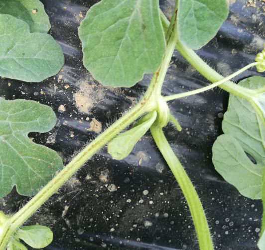 西瓜出現(xiàn)裂蔓，司普沃教您如何有效解決