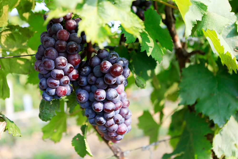 如何促進(jìn)葡萄著色，司普沃教您幾招，速看！