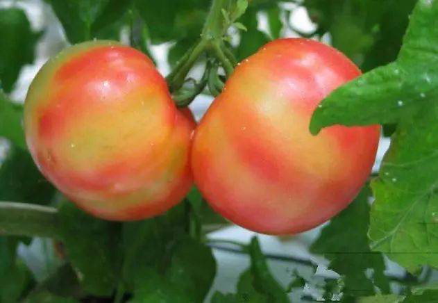 注意！秋茬西紅柿轉(zhuǎn)色不好，啥原因？速看司普沃這篇文章