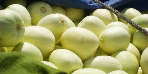 甜瓜出現(xiàn)早衰，司普沃告訴您早衰原因和防治措施，速看！