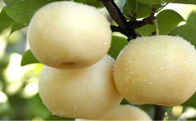 黃冠梨秋季如何管理？快與司普沃一起來看看！