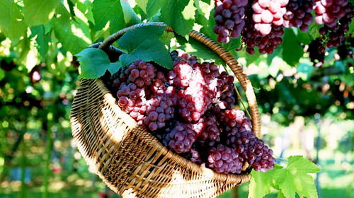 葡萄出現(xiàn)軟果？不知道原因？快與司普沃一起來尋找答案吧