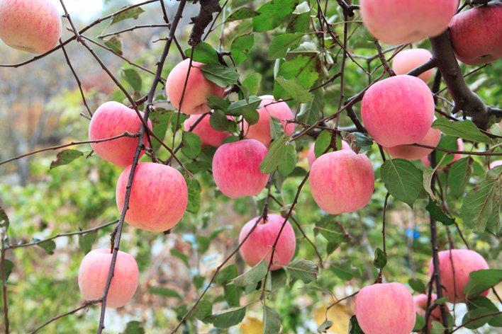 想要產(chǎn)出優(yōu)質(zhì)蘋(píng)果，8月份該補(bǔ)充什么呢？司普沃帶您來(lái)了解