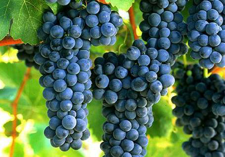 葡萄采收前一定要補(bǔ)充鈣，為什么呢？快與司普沃一起來(lái)看看