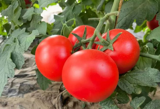 番茄定植前，防死棵需注意的幾個(gè)方面，與司普沃一起來(lái)看看