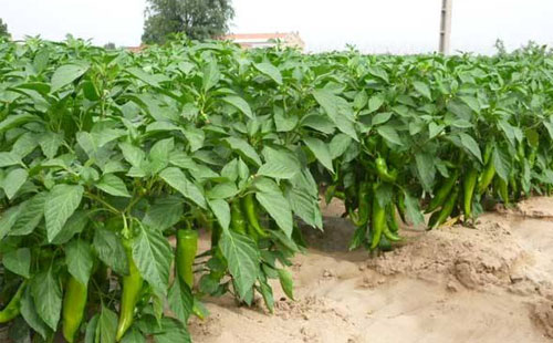 辣椒炭蛆病嚴(yán)重化，如何進(jìn)行有效防止？司普沃給出了答案