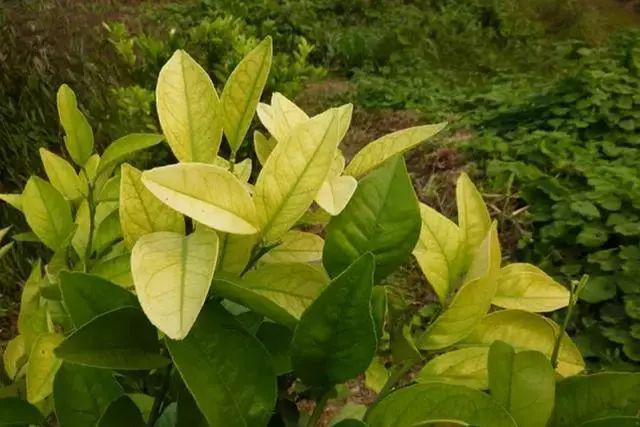 柑橘黃化是什么原因？我們?cè)撛鯓咏鉀Q？速看司普沃這篇文章
