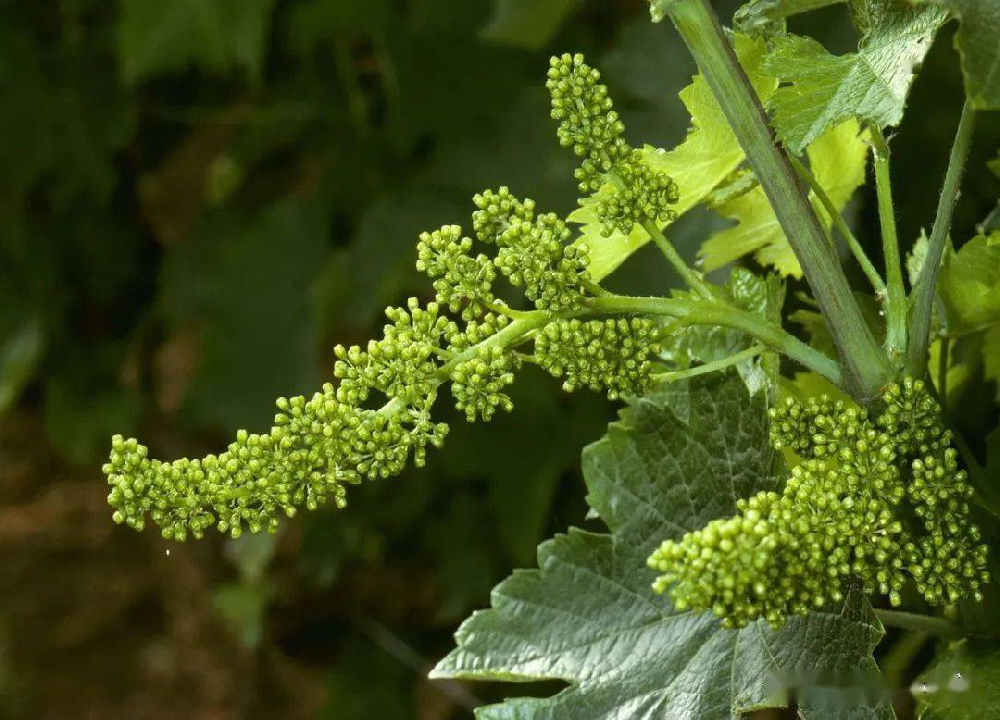 葡萄的花芽分化過(guò)程和管理，你了解多少呢？快與司普沃一起來(lái)看看
