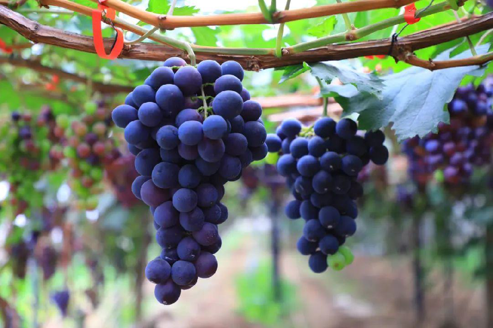 葡萄采收后如何管理？從哪里管理？速與司普沃一起了解一下