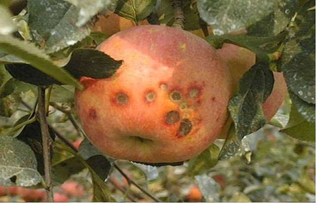 蘋(píng)果苦痘病的發(fā)病原因及補(bǔ)救措施