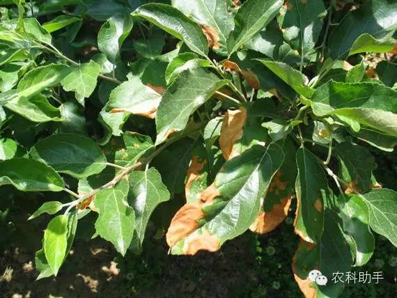 蘋(píng)果圓斑根腐病怎么辦？司普沃教您一招有效預(yù)防