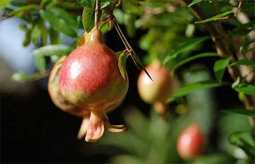 番石榴立枯?。ǜ煽莶。┰趺捶乐危克酒瘴譃槟鉀Q