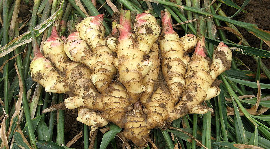 大姜想獲得高產(chǎn)，但死棵嚴(yán)重怎么辦？司普沃來(lái)幫您