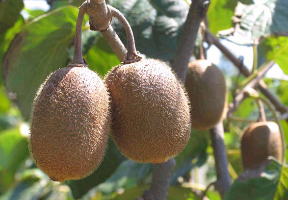 獼猴桃葉子盛、坐果少，什么原因？與司普沃一起尋找答案