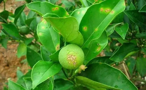 柑橘疫霉病有哪些癥狀？疫霉病發(fā)病原因是什么？司普沃為您解答