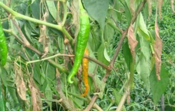 辣椒青枯病有哪些危害？又當如何防治？司普沃為您解答