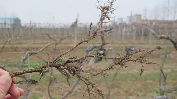 葡萄根朽病及其防治技術