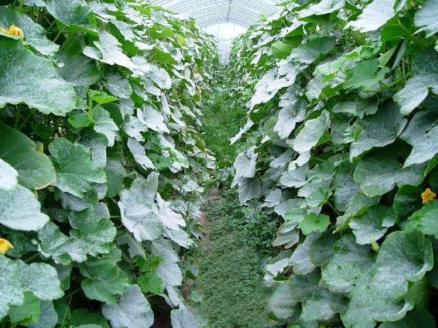 南瓜得了白粉病怎么辦？別著急司普沃來解決