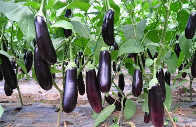 大棚茄子畝產(chǎn)4萬斤，是怎么做到的呢？來看司普沃有什么好方法