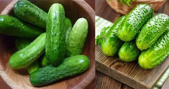 黃瓜秧子細(xì)需要施用什么肥？如何施用？司普沃為您解答