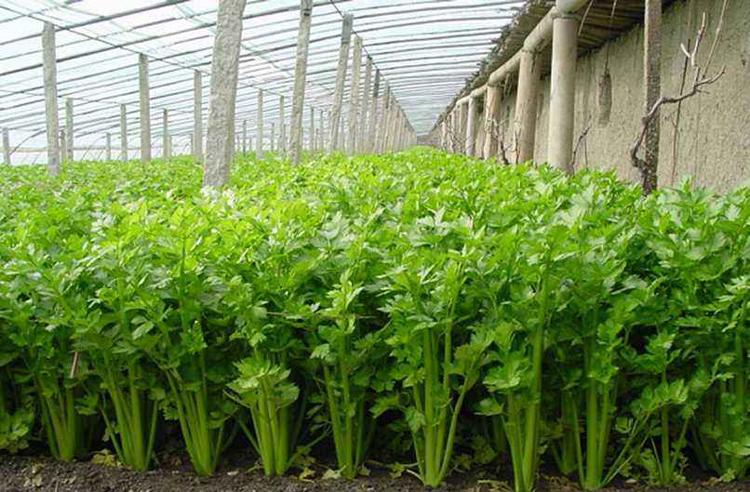 芹菜得了斑枯病，別急，司普沃為您解答