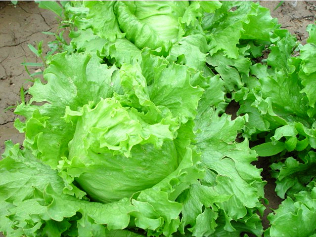 結(jié)球生菜不結(jié)球？愁壞農(nóng)戶！司普沃邀您一起找原因