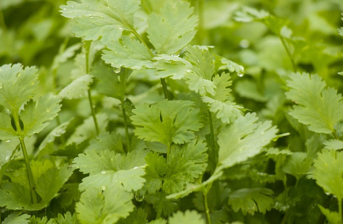 香菜產(chǎn)量高不高，就看水肥管理好不好，速看司普沃這篇文章