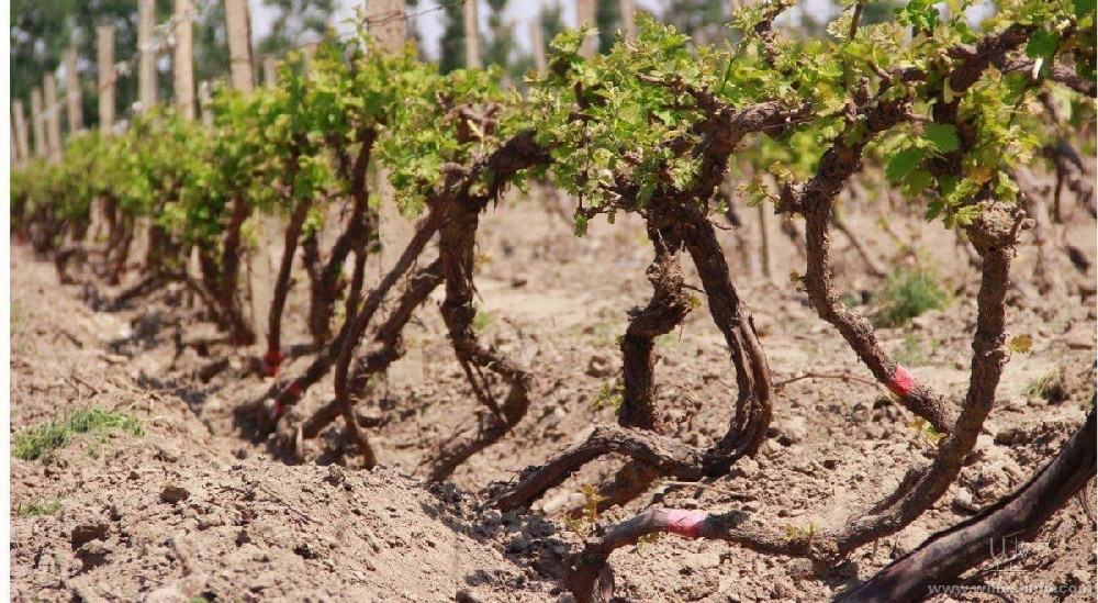 種葡萄卻對葡萄根系不了解，能種好嗎？司普沃邀您一起來暢聊