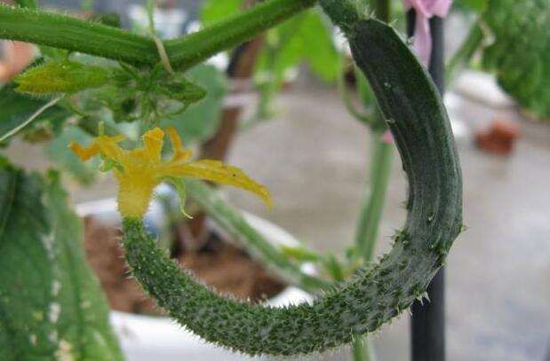 黃瓜中后期早衰現(xiàn)象多發(fā)，如何來防治，司普沃告訴您