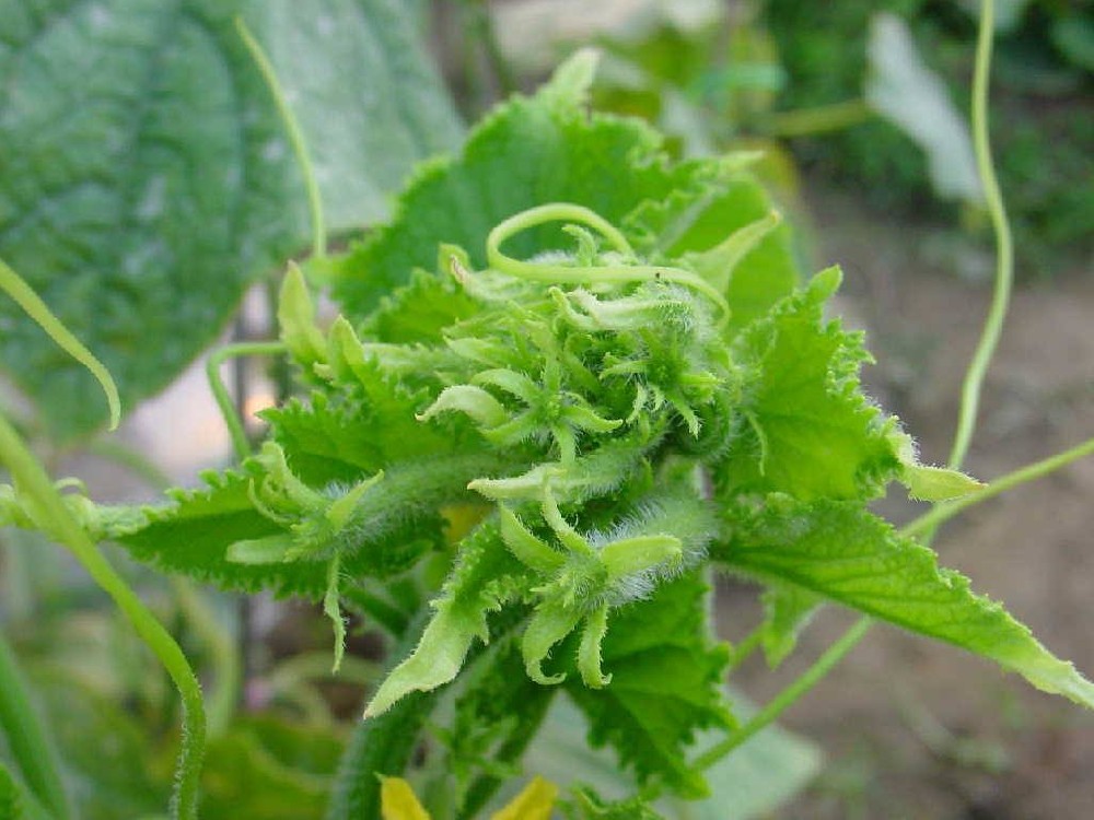 黃瓜出現(xiàn)花打頂？怎么辦？司普沃這5種辦法可補(bǔ)救