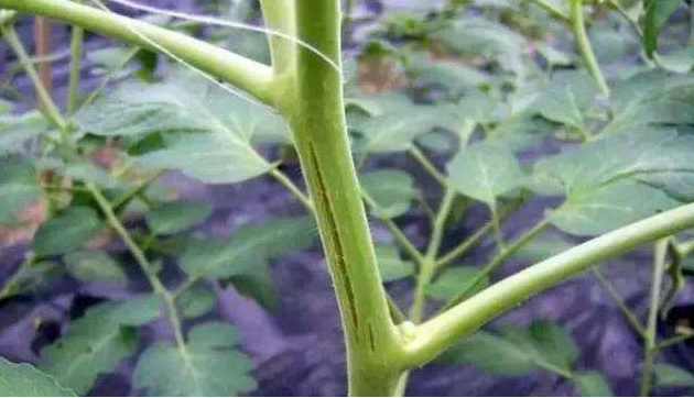 番茄嫩莖開裂，糟糕的事情發(fā)生了，怎樣來預防它