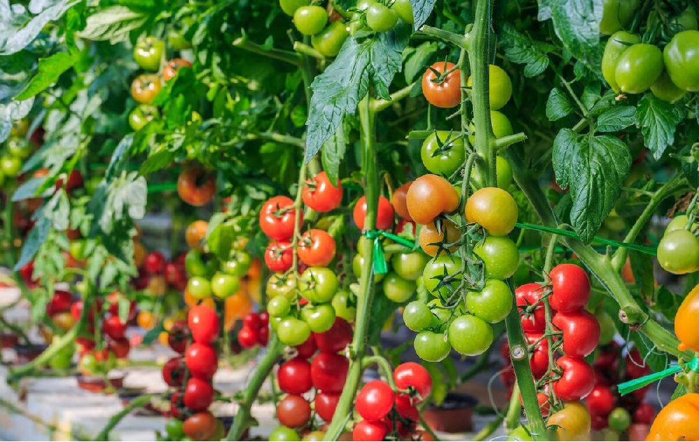 種植中為什么要施用鈣硼肥，鈣硼肥很重要嗎？一起來看答案