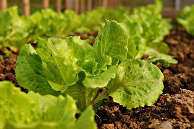 【注意】蔬菜種植中葉片容易發(fā)黃，這3方面問題要注意了