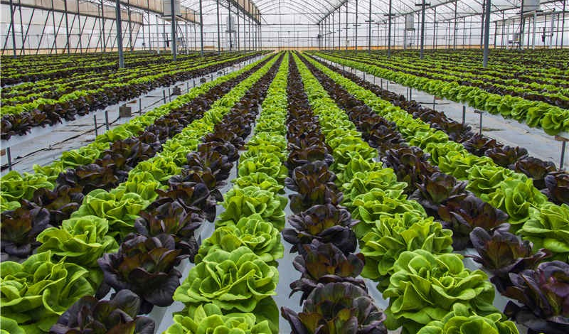 【速看】低溫環(huán)境下，蔬菜定植要注意什么