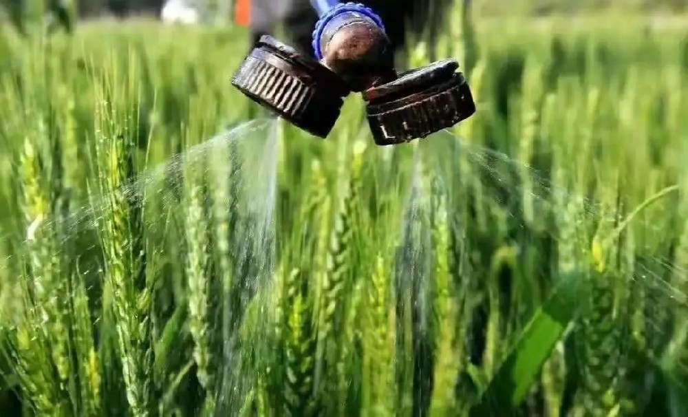 如何科學(xué)施用葉面肥？種植戶可長(zhǎng)點(diǎn)心！