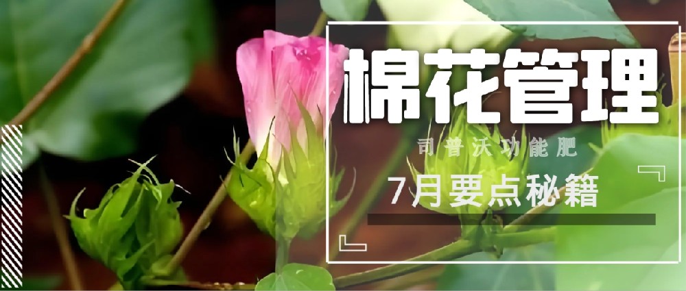 聚焦7月，新疆棉花管理秘籍