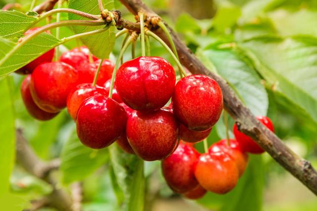 櫻桃死樹現(xiàn)象嚴(yán)重，是什么原因，如何防治