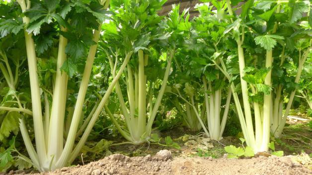 預(yù)防芹菜空心開裂的方法，找到了，速來(lái)觀看